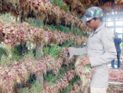 Petani Bawang jadi Korban ‘PHP’ Anggota DPD RI
