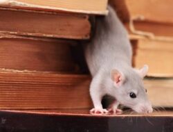 Cara Ampuh Basmi dan Usir Tikus yang Bikin Resah di Rumah Anda