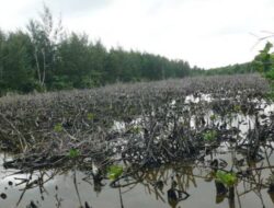 Nyaris Punah, Kondisi Mangrove di Batam Tinggal 20%