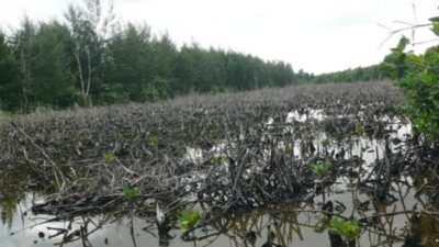 Nyaris Punah, Kondisi Mangrove di Batam Tinggal 20%