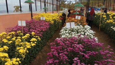 Kawasan Payo Bakal Difokuskan Jadi Pusat Agrowisata