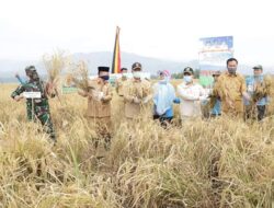Wagub Sumbar Panen Raya Padi di Solok