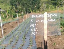 Antisipasi Krisis Pangan, Kelompok Tani Berkah Yabunayya Ikuti Program dari Dinas KP2 Batam