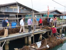 PLN Batam Tingkatkan Perekonomian Warga Kepulauan Melalui Budidaya Rumput Laut