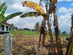 Sapi Milik Dinas Pertanian Pemkab Solok Raib