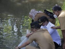 Wawako Ramadhani Lepas Bibit Ikan Gariang di Sungai Batang Gawan