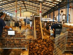 Wamentan Apresiasi Pabrik Pengolah Porang di Kabupaten Solok