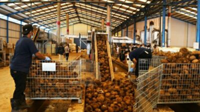 Wamentan Apresiasi Pabrik Pengolah Porang di Kabupaten Solok