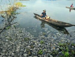 Ribuan Ikan Mati, Bau Busuk di Danau Maninjau Ganggu Kenyamanan Pengunjung