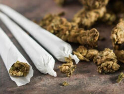 Thailand Perbolehkan Warganya Tanam Ganja