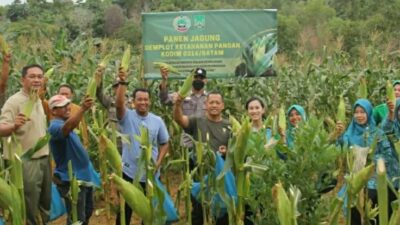 Dandim Batam Panen Jagung