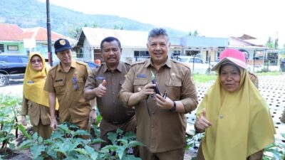 Tekan Inflasi, Pemko Solok Panen Rawit di Kebun Forkopimda