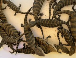Penyelundupan 143 Reptil Digagalkan Barantin di Papsel