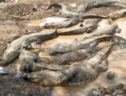 32 Buaya Lepas Milik PT PJK Ditangkap, Rudi Minta Penangkaran Diperbaiki