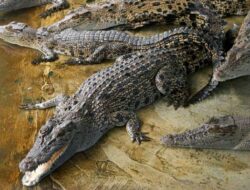 39 Buaya Lepas di Batam Berhasil Ditangkap, PT PJK Beri Warga Saguhati