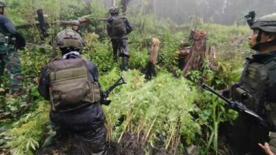 Ladang Ganja di Papua Ditemukan TNI di Pegunungan Bintang