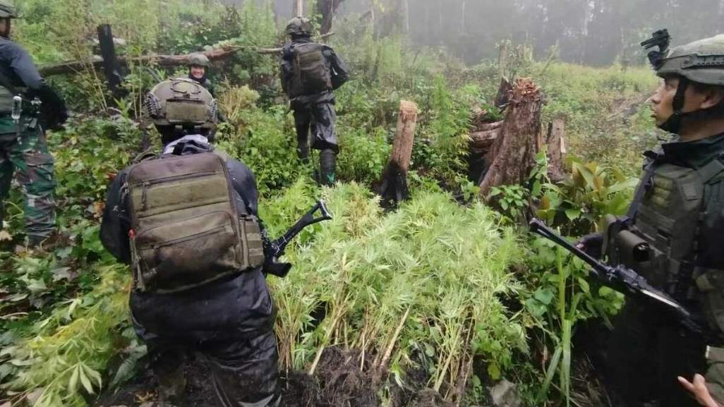 Ladang Ganja di Papua