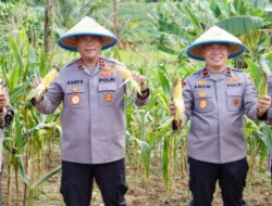 Polda Kepri Panen Jagung 1.000 Kg di Tembesi