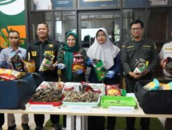 10.647 Kuda Laut Selundupan Disita Karantina Kepri-Bea Cukai Batam