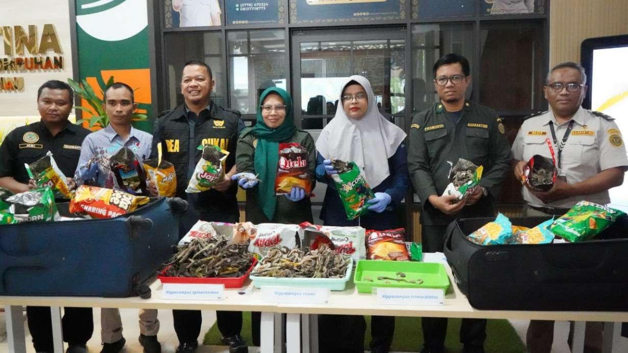 Kuda Laut Selundupan