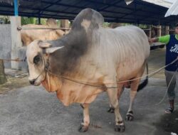 Sapi Jumbo Bernama Si Alex Jadi Pilihan Hewan Kurban Prabowo