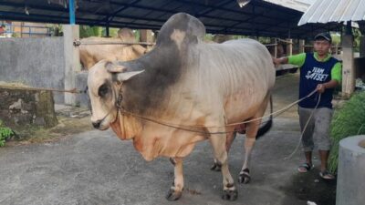 Sapi Jumbo Bernama Si Alex Jadi Pilihan Hewan Kurban Prabowo