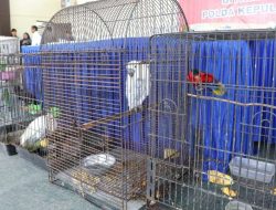Satwa Dilindungi, Hasil Laut dan BBM Ilegal di Kepri Gagal Diselundupkan