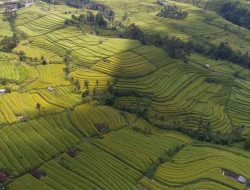 Bali Tak Hanya Pantai, Ini 5 Keindahan Sawah Terasering yang Membuat Wisatawan Terpukau