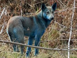Anjing Biru Muncul di Bekas Bencana Nuklir Chernobyl