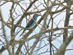 5 Fakta Menarik Burung Tiong Lampu, Sang Penjaga Wilayah Pemberani