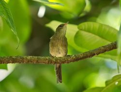 Mengapa Burung Terbang ke Arah yang Salah?