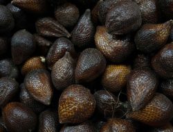 Jangan Sembarangan, Ini 7 Cara Menyimpan Buah Salak Agar Tidak Mudah Busuk