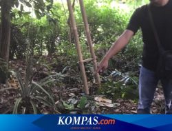 Warga Mamuju Histeris: Pria Jatuh dari Pohon Durian