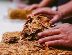 Pajak Rokok vs. Cukai Tembakau: Mana Bedanya?