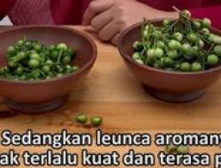 Pokak vs. Leunca: Jangan Sampai Salah!