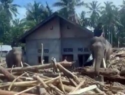 Empat Gajah Aceh: Haru di Balik Banjir.