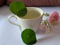 Pedagang Cina: Rahasia Kulit Cantik Alami?