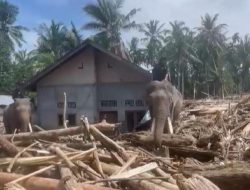 Gajah Bantu Bersih-Bersih Pasca Banjir Aceh: Viral!