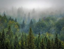 Hutan: Paru-paru Dunia, Mengapa?