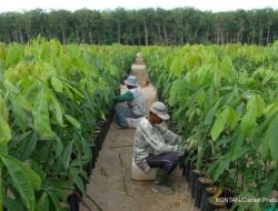Saham UNSP Dibekukan: Lonjakan Harga Tak Wajar Bakrie Sumatera