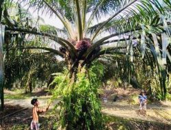 Sawit Batang Hari Jambi: Harga Naik!