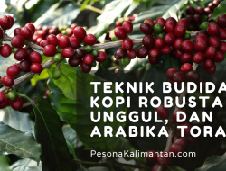 Teknik Ampuh Merawat Robusta Tropis