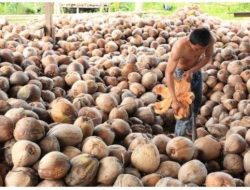 Kelapa Flores Timur: Komoditas Unggulan Masa Depan?