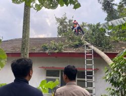 Maut di Jember: Pohon Tumbang Terjang Warga