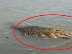 Mandi di Sungai, Pria Polman Diterkam Buaya