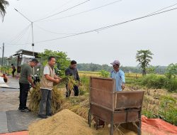 Bulog Yogyakarta Genjot Serapan Gabah Bantul: Target 195 Ribu Ton!