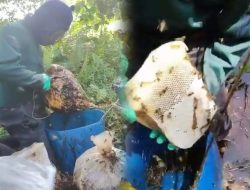 Aksi Ekstrem Panen Madu Asli Sialang dari Hutannya, Pertarungan Melawan Sengatan Lebah demi Rupiah!