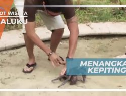 Karantina Amankan 53 Kepiting Kenari Ilegal di Makassar