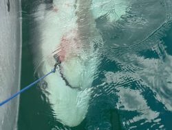 Sydney Harbour’s New Shark Trackers Revealed