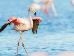 Fakta Merah Jambu: Mengapa Flamingo Berwarna Pink?